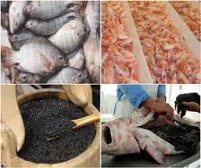 دبیرکل اتحادیه صادرکنندگان آبزیان ایران خبر داد:/-رشد ۴۲ درصدی ارزش آبزیان صادراتی در شش ماهه امسال/ امکان پرورش ماهی سیباس بعد از صید میگو برای افزایش تولید