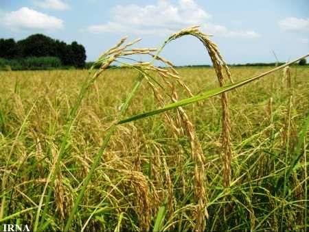 رشد و توسعه کشت مکانیزه برنج در رودسر