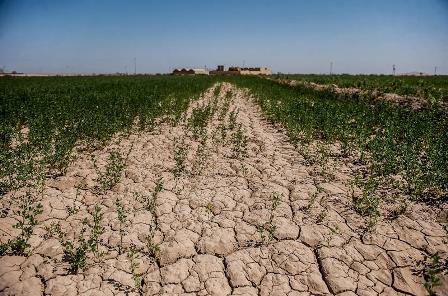 تازیانه خشکسالی بر پیکر کشاورزی خمین