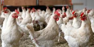 برنامه وزارت جهاد کشاورزی برای کاهش زیان مرغداری ها