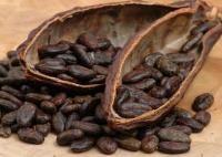 چشم انداز افزایش بهای کاکائو در جهان