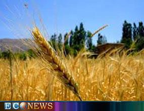 افزایش ۹.۷درصدی قیمت گندم درتابستان