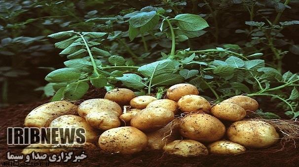 اعطای پروانه استاندارد تشویقی به محصولات سالم کشاورزی،  زنجان