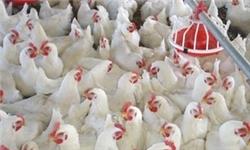 افزایش قیمت مرغ بعد از روند کاهشی/ هر کیلوگرم مرغ ۷۲۵۰ تومان/ کاهش عرضه موجب افزایش قیمت مرغ شد