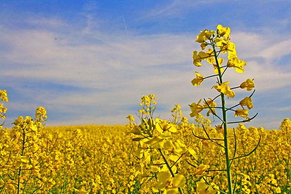 اعلام بسته حمایتی تولید دانه های روغنی توسط جهاد کشاورزی