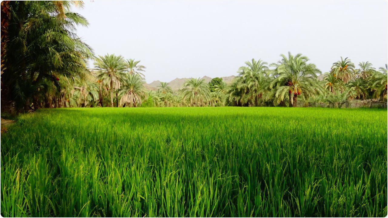 تولید سالانه چهار هزار تن برنج در سیستان و بلوچستان