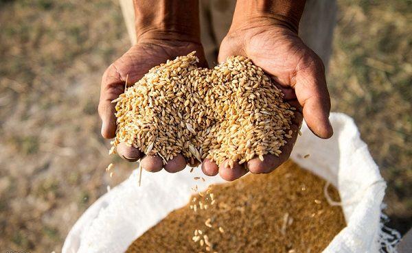 گندم دروم محصول شش استان امروز در تالار کشاورزی عرضه می‌شود