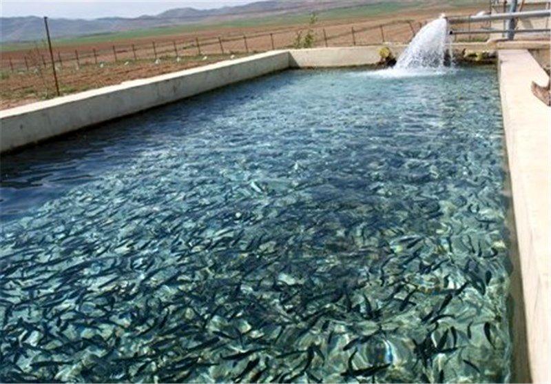 رهاسازی بیش از 220 هزار قطعه بچه ماهی گرم آبی در استخرهای ذخیره آب استان خراسان جنوبی